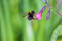 Early bumblebee (Bombus pratorum) on Lungwort (Pulmonaria officinalis) flower, Monmouthshire, Wales, UK, April.