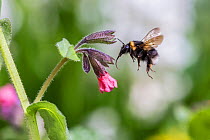Garden bumblebee (Bombus hortorum) flying towards Lungwort (Pulmonaria officinalis) flower, Monmouthshire, Wales, UK, April.