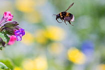 Garden bumblebee (Bombus hortorum) flying towards Lungwort (Pulmonaria officinalis) flower, Monmouthshire, Wales, UK, April.
