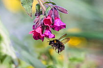 Early bumblebee (Bombus pratorum) flying towards Lungwort (Pulmonaria officinalis) flower, Monmouthshire, Wales, UK, April.
