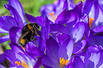 Early bumblebee (Bombus pratorum) queen feeding, with heavy mite infestation between head and thorax, Monmouthshire, Wales, UK, March.
