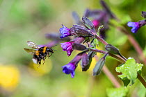 Garden bumblebee (Bombus hortorum)  in flight towards Lungwort (Pulmonaria officinalis), Monmouthshire, Wales, UK, May.