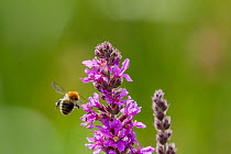 Common carder bumblebee (Bombus pascuorum) flying towards,  Purple loosestrife (Lythrum salicaria) Monmouthshire, Wales, UK, September.