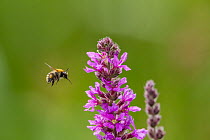 Common carder bumblebee (Bombus pascuorum) flying towards Purple loosestrife (Lythrum salicaria) flower, Monmouthshire, Wales, UK, September.