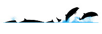 Illustration of the surface profile with blow and diving/breaching sequence of  Southern Bottlenose Whale (Hyperoodon planifrons).