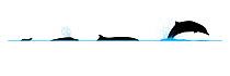 Illustration of the surface profile with blow and diving/breaching behaviour of Hectors Beaked Whale (Mesoplodon hectori) male.