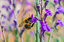 Common carder bumblebee (Bombus pascuorum) worker feeding on Purple Toadflax (Linaria purpurea)  Monmouthshire, Wales, UK, June.