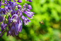 Eastern bumblebee (Bombus impatiens) covered in pollen flying towards Hosta (Hosta sp) flower, Connecticut, USA, July.
