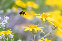 Forest cuckoo bumblebee  (Bombus sylvestris) male in flight towards flowers  (Brachyglottis). This species is parasitic in Early bumblebee nests. Monmouthshire,  Wales, UK, June.