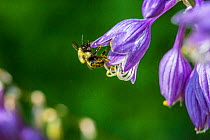 Eastern bumblebee (Bombus impatiens) covered in pollen on Hosta (Hosta sp) flower, Connecticut, USA, July.