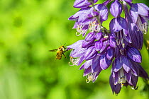 Eastern bumblebee (Bombus impatiens) covered in pollen flying to Hosta (Hosta sp) flowers, Connecticut, USA, July.