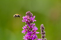 Common carder bumblebee (Bombus pascuorum) flying towards Purple loosestrife (Lythrum salicaria) flowers,  Monmouthshire, Wales, UK, September.