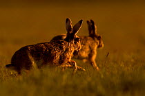European Hare (Lepus europaeus) courtship chase in early morning, UK, May.