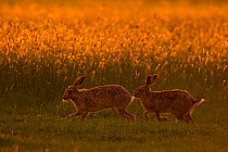 Hare (Lepus europaeus) courtship chase in early morning, UK, May.
