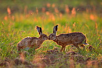 Hare (Lepus europaeus) male sniffing female, UK, June.