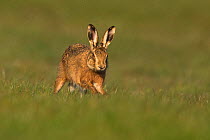 European Hare (Lepus europaeus) male running during courtship chase, UK, March.