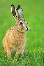 European Hare (Lepus europaeus) leveret, UK, June.