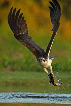 Osprey (Pandion Haliaetus) catching trout, Scotland, UK, July.