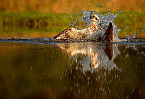 Osprey (Pandion Haliaetus) splashing in water whilst hunting for trout, Scotland, UK, July.