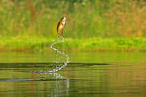 Brown trout (Salmo trutta) jumping for insects, Scotland, UK..