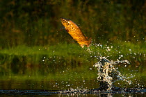 Brown trout (Salmo trutta) jumping for insects, Scotland, UK..
