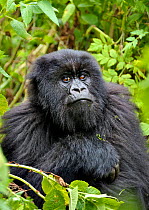 RF- Mountain Gorilla (Gorilla beringei beringei) young male Virunga Volcanoes, Rwanda. (This image may be licensed either as rights managed or royalty free.)