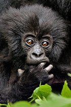 Mountain Gorilla (Gorilla beringei beringei) portrait of baby with finger in mouth, Rwanda, Africa.