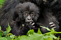 Mountain Gorilla (Gorilla beringei beringei) portrait of baby with finger in mouth, Rwanda, Africa Crop of 01475129.