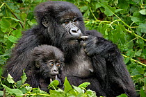 Mountain Gorilla (Gorilla beringei beringei) mother and baby Rwanda, Africa.