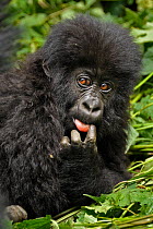 Mountain Gorilla (Gorilla beringei beringei) baby sticking tongue out, Rwanda, Africa.
