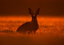 European Hare (Lepus europaeus) leveret at sunrise.UK
