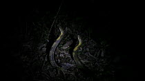 Two male King cobras (Ophiophagus hannah) fighting at night, Agumbe, Karnartaka, India, March.
