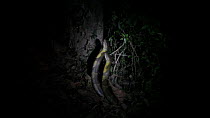 Two male King cobras (Ophiophagus hannah) fighting at night, Agumbe, Karnartaka, India, March.