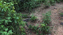 Two male King cobras (Ophiophagus hannah), Agumbe, Karnartaka, India, March.