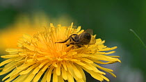 European honey bee (Apis mellifera) nectaring on a Dandelion flower, Pembrokeshire, Wales, UK, May.