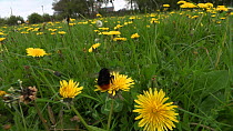 Red-tailed bumblebee (Bombus lapidarius) nectaring on a Dandelion flower, Pembrokeshire, Wales, UK, May.