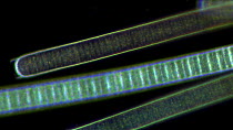 Timelapse of filaments of Oscillatoria, a type of Blue green algae gliding over each other, filmed using differential interference contrast.