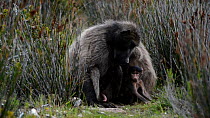 Female Chacma baboons (Papio ursinus) grooming an alpha male, with infant nearby, DeHoop Nature Reserve, Western Cape, South Africa, September.