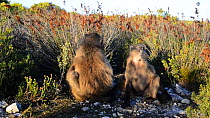 Male Chacma baboons (Papio ursinus) scratching, DeHoop Nature Reserve, Western Cape, South Africa, September.