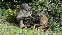 Alpha male Chacma baboon (Papio ursinus) with female and infant, grooming, DeHoop Nature Reserve, Western Cape, South Africa, September.