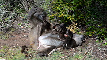 Female Chacma baboon (Papio ursinus) grooming a male, with infant playing nearby, male grabs hold of infant, DeHoop Nature Reserve, Western Cape, South Africa, September.