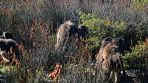 Group of Chacma baboons (Papio ursinus) grooming, DeHoop Nature Reserve, Western Cape, South Africa, September.