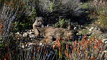 Female Chacma baboon (Papio ursinus) grooming a male, DeHoop Nature Reserve, Western Cape, South Africa, September.