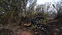 Puff adder (Bitis arietans) moving into ambush position under a bush, DeHoop Nature Reserve, Western Cape, South Africa, January.