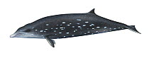 Illustration of Deraniyagalas beaked whale (Mesoplodon hotaula).