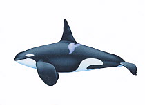 Illustration of Killer Whale / Orca / Sea Wolf / Blackfish (Orcinus orca) male.