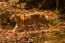 Bengal tiger (Panthera tigris tigris) walking, Bandhavgarh National Park, Madhya Pradesh, India. Endangered species.