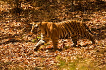 Bengal tiger (Panthera tigris tigris) walking, Bandhavgarh National Park, Madhya Pradesh, India. Endangered species.