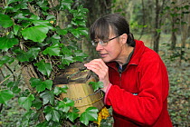 Mammalogist Gill Brown inspecting nest box set out for Common / Hazel  dormice (Muscardinus avellanarius), in coppiced woodland near Bristol, Somerset, UK, October.  Model released.  Winner of the Doc...
