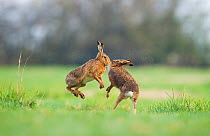 Brown hare (Lepus europaeus) female boxing away male, Derbyshire, England, UK, March. Winner of British Seasons category of BWPA competition 2014.
